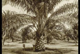 Sejarah Sawit di Sumatera:  Kombinasi Inovasi, Peluang Ekonomi, dan Tantangan Ekologis