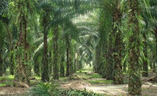 Pemprov Sumsel Bentuk Timsus Pemecah Masalah Perkebunan Sawit, Petani Menyatakan Mendukung