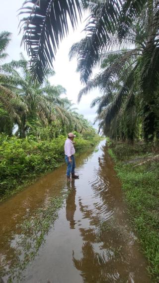 Terhambat Akses dan Genangan Air, Operasional Kebun Sawit di Sumbar Belum Pulih Pasca Banjir dan Longsor