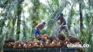 Kernel Melonjak, Harga Sawit Swadaya di Riau Ikut Terdongkrak
