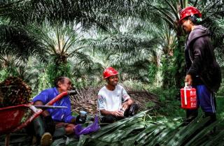 Denda Administratif dalam PP 45/2025 Berpotensi Mengguncang Industri Sawit Nasional