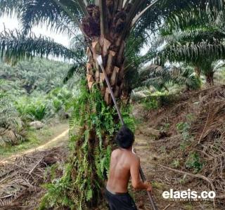 Harga Sawit di Sumbar Naik Lagi, Apkasindo: Mudah-mudahan Bisa Jadi Penyemangat bagi Petani 