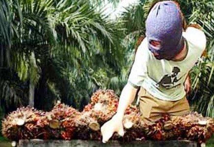 Apkasindo Apresiasi Kapolda Kalteng Perangi Pencurian Sawit: Kasusnya Sudah Sangat Serius