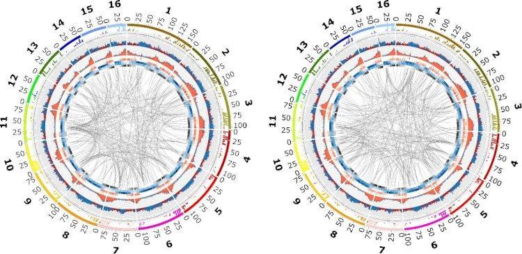 Sebuah Terobosan, Peta Genom Lengkap Kelapa Sawit Berhasil Disusun  , 