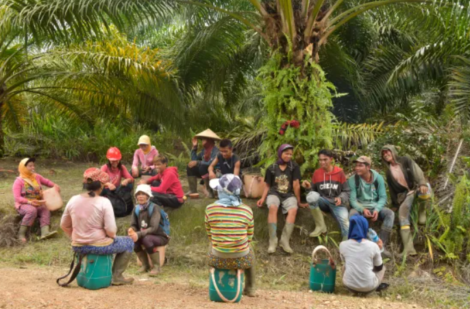 Terkait Denda Sawit, Pakar Hukum Ini Berharap Presiden Prabowo Mengambil Langkah Korektif