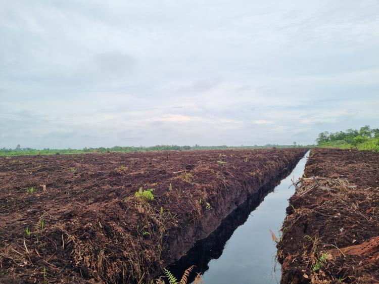 Maju Terus! Progres PSR Kebun Poktan Tegal Sari di Bengkalis Sudah Segini