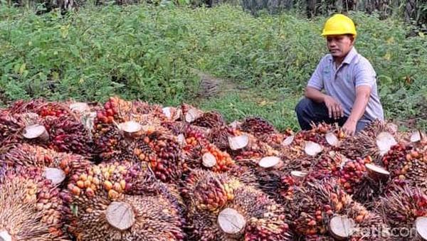 Rata-rata di Bawah Rp3.000/Kg, Ini Daftar Harga Sawit Swadaya Semua Kabupaten di Sumut