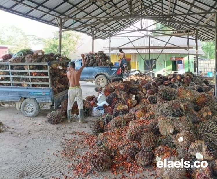 Berlaku hingga 22 Januari, Harga Sawit di Jambi Ditetapkan Rp 3.451,83/Kg