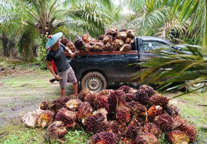 Petani Kaltim Sumringah: Harga dan Produksi Sawit Stabil