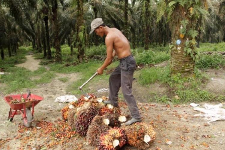 Naik Rp68,04/Kg, Harga Sawit Plasma di Riau Jadi Segini