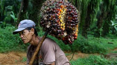 Harga Sawit di Sumbar Terus Menunjukkan Pergerakan yang Positif