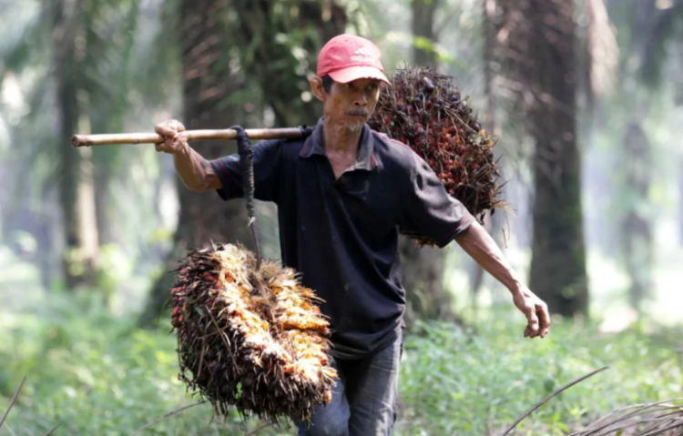 Samade Riau: PAP Sawit Kalau Tidak Diatur akan Memberatkan Petani