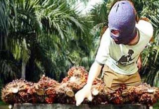 Apkasindo Apresiasi Kapolda Kalteng Perangi Pencurian Sawit: Kasusnya Sudah Sangat Serius