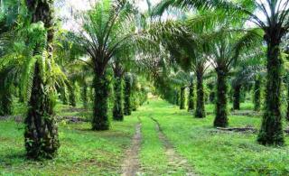 Masif Kampanye Negatif, Pengamat Ekonom Ini Sebut Sawit Sedang Tidak Baik-baik Saja