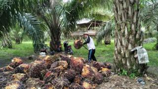 Segini Kisaran Harga Sawit Swadaya di Sumut, Tertinggi di Palas