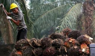 Samade: Pengembangan Sawit Berkelanjutan Kunci Menjawab Kritik Global