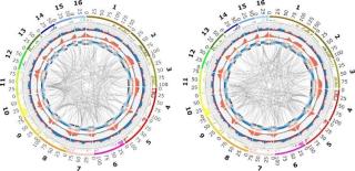 Sebuah Terobosan, Peta Genom Lengkap Kelapa Sawit Berhasil Disusun ,