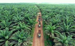 Hutan Riau Menyusut Signifikan, Faktor Ini yang Dituding Peyumbang Terbesar