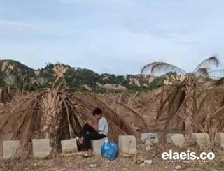Dinilai Bisa Cepat Pulihkan Ekonomi Pascabencana, Sawit Butuh Perhatian Lebih dari Pemerintah