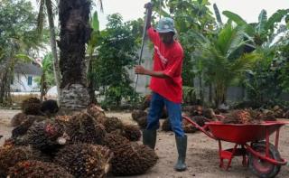 Harga Sawit di Jambi Naik, Tertinggi di Kelompok Usia Ini