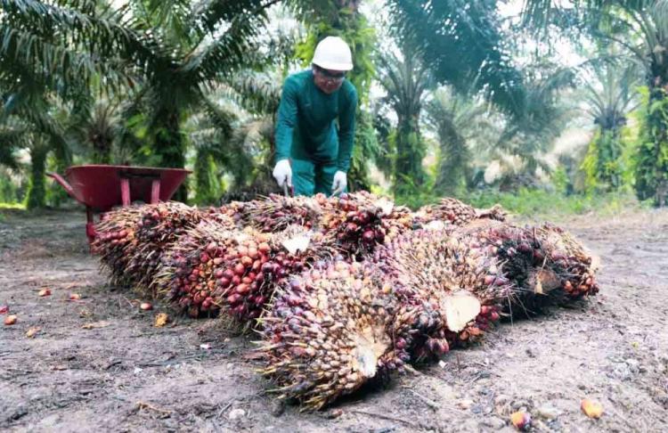 Tak Tanggung-tanggung! Harga Sawit Plasma Riau Naik 3,65 Persen, Tembus Angka Segini