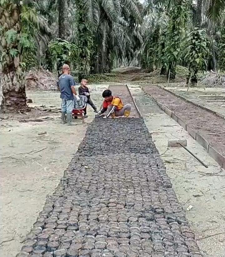 Ini yang Dilakukan Koppsa-M untuk Mencegah Gulma di  Kebun Sawit