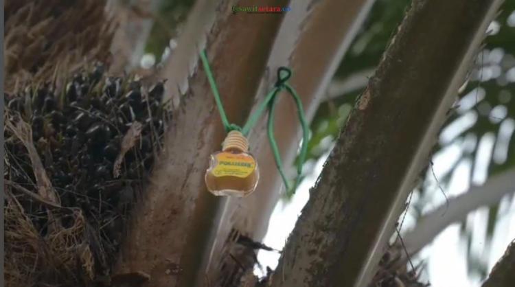 Diperkenalkan, Atraktan yang Mampu Meningkatkan Fruit Set hingga 15–25 Persen