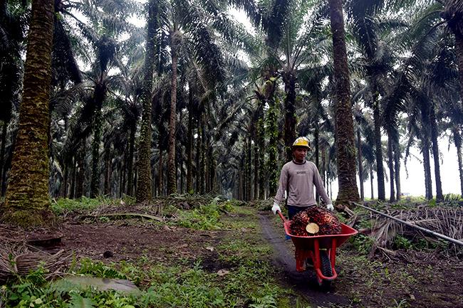KSBSI Siap Tempuh Jalur Hukum Bila Perusahaan Sawit di Riau Abaikan Upah Minimum