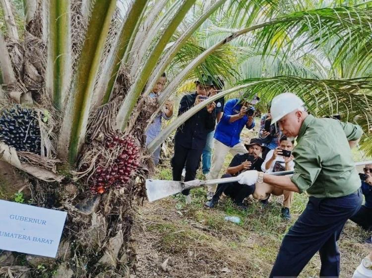 Sudah Tinggi, Harga Sawit di Sumbar Masih Berpotensi Naik Lagi Bila...