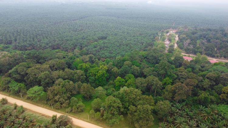 PalmCo di Riau Targetkan Optimalisasi Pemanfaatan Bahan Organik-Penguatan Penyerbukan Alami 