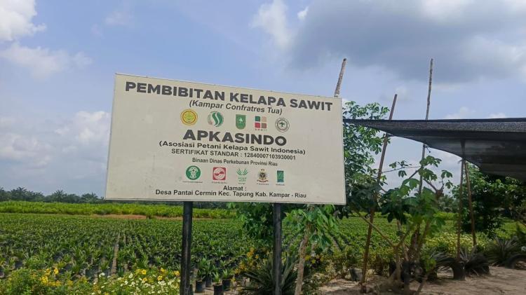 Dinilai Berkualitas, Bibit Sawit Apkasindo di Kampar Diserbu Pemina