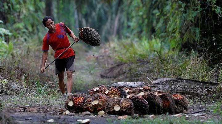 Ngekor Plasma, Harga Sawit Mitra Swadaya di Riau juga Turun