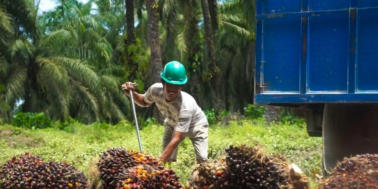 Turun, Harga Sawit di Aceh Dibandrol Segini