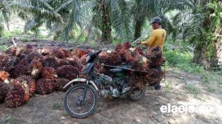 Harga Sawit di Aceh Pekan Ini Tergolong Tinggi, Dibandrol Segini