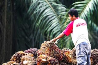 Dipuji Presiden, tapi Nasib Petani Sawit Kian Terhimpit oleh Gelombang Ketidakpastian Kebijakan 