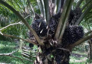 Dulu Sawit Dicatat sebagai Tanaman, Sudah Resmi Diubah Menjadi Pohon