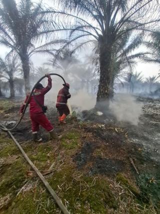 Karhutla di Riau Terus Meluas, Cakupan Areal Terdampak Sudah Segini