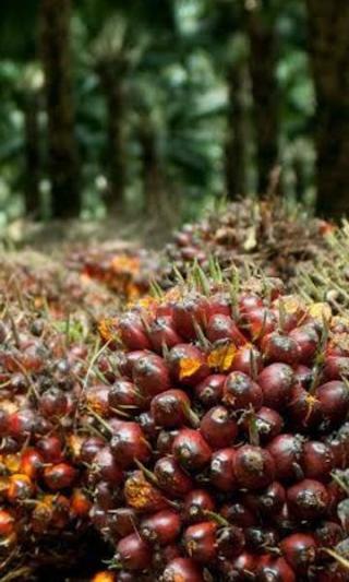 Soal Tarif 0% Ekspor Sawit ke AS, GIMNI Khawatirkan Biaya Logistik yang Tinggi