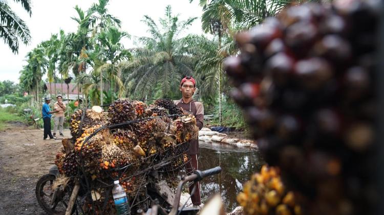 Jaga Daya Saing di Tengah Tekanan Pasar Global,  Kementan Perkuat ISPO