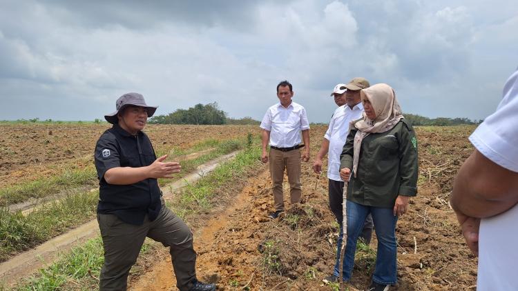 Sawit Rentan terhadap Perubahan Iklim, Kementan Perkuat Mitigasi 