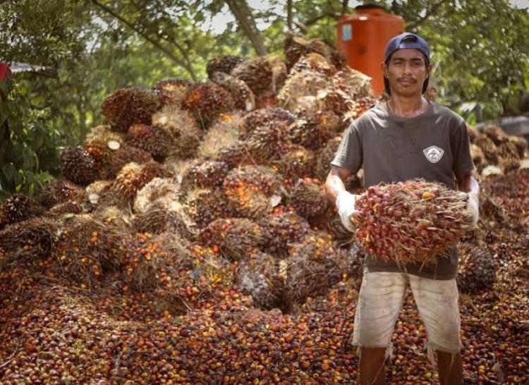 Membaik, Harga Sawit di Kaltim Tembus Rp3.477.56/Kg