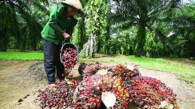 Harga Tinggi, tapi Belum Semua Petani Sawit di Sumut Menikmatinya