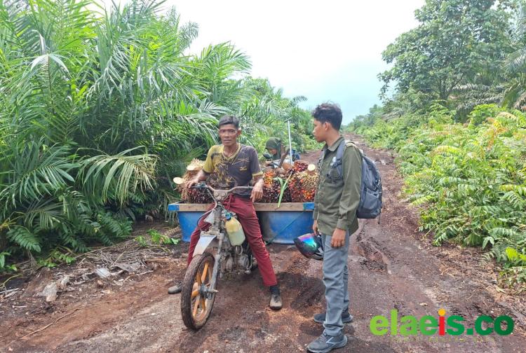 Pekerja Sawit di Siak Nyaris Diterkam Harimau, Bisa Selamat Setelah Memacu Sepeda Motornya
