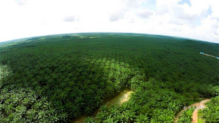 Ngekor Plasma, Harga Sawit Swadaya di Riau Ikut Naik