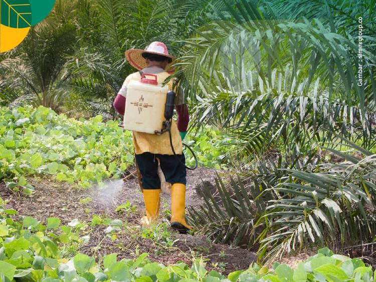 Berpotensi Menurunkan Produktivitas Kebun, Mari Kenali 7 Hama dan Penyakit Utama pada Sawit