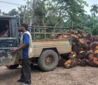 Hore! Harga Sawit di Babel Merangkak Naik