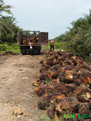 Ngekor Mitra Plasma, Sawit Mitra Swadaya di Riau juga Naik