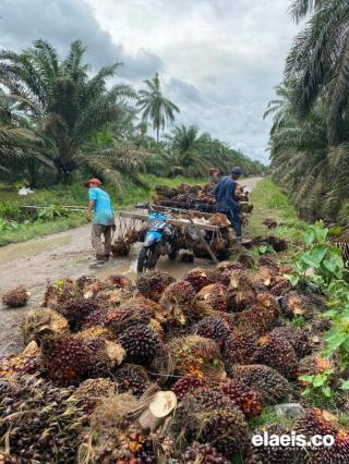 Dukung Perkebunan Sawit Berkelanjutan, Pemkab Deli Serdang Gandeng SNV