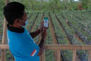 Waspada! Muncul di Medsos Modus Baru Penipuan Berkedok Bantuan Bibit Sawit