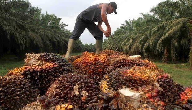 Apkasindo Rilis Daftar Harga Sawit Terbaru, Riau Kembali Jadi Pemuncak